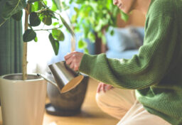 観葉植物は、毎日手をかけてあげなければすぐに元気を失ってしまいます。水をあげること自体は簡単なように思えますが、実際に続けるとなると意外と難しいものです。