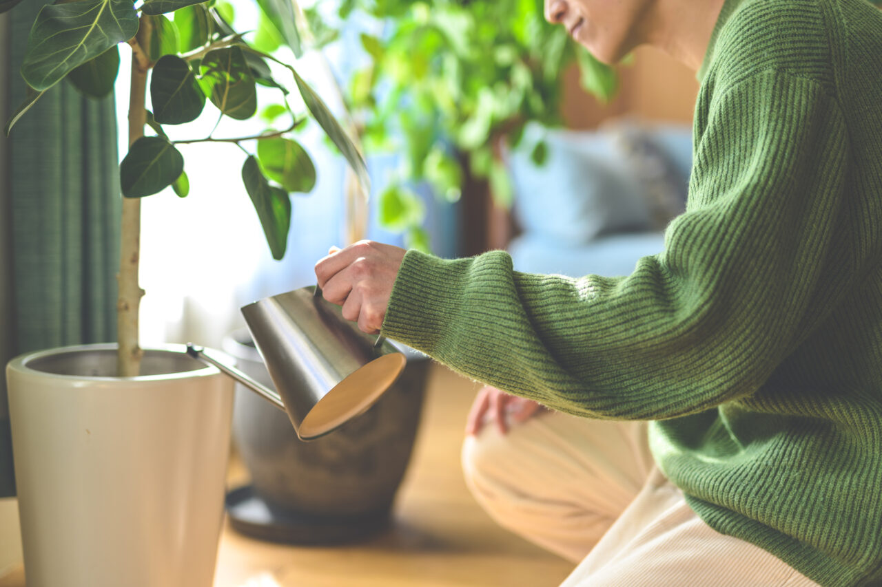 観葉植物は、毎日手をかけてあげなければすぐに元気を失ってしまいます。水をあげること自体は簡単なように思えますが、実際に続けるとなると意外と難しいものです。